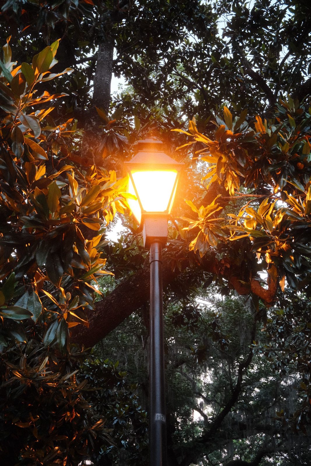 A glowing street lamp framed by magnolia leaves at dusk