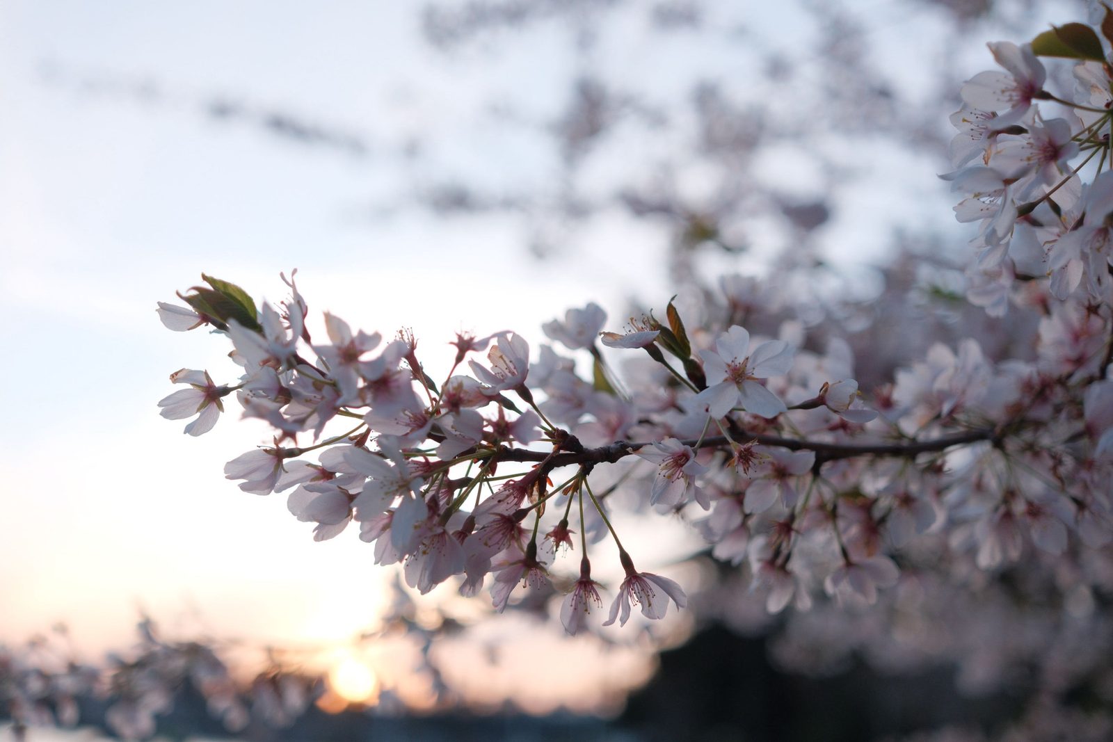 Cherry blossoms backlit by the setting sun