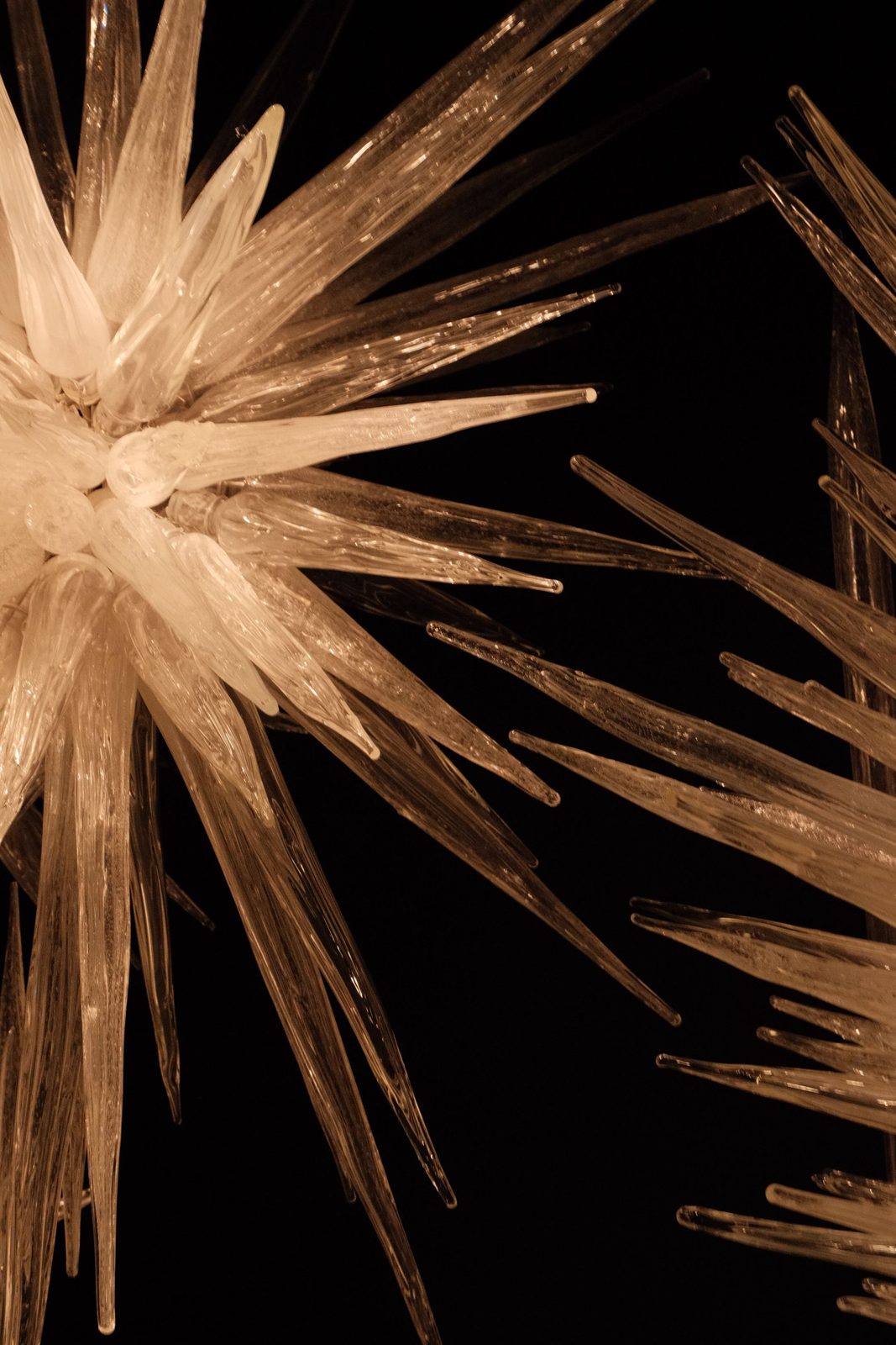A spiky white Chihuly glass starburst against black