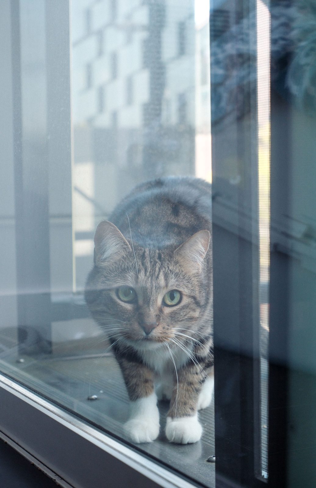 A gray tabby with white paws peering through a glass door