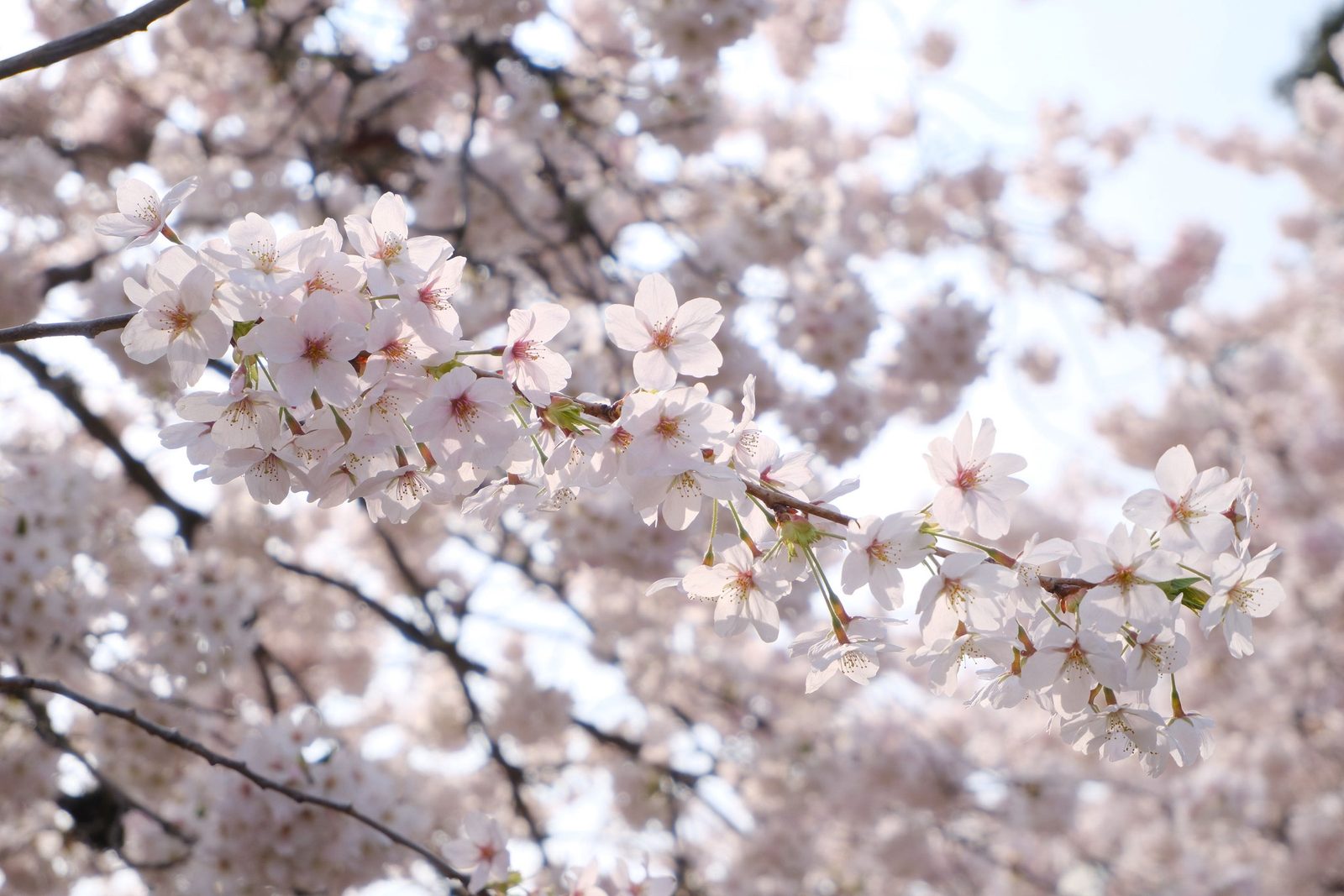 Cherry blossoms backlit by soft afternoon light