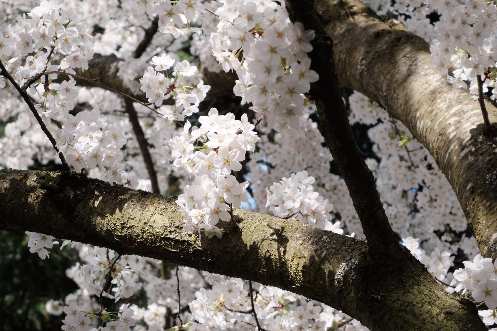 Cherry blossoms in full bloom along a mossy branch