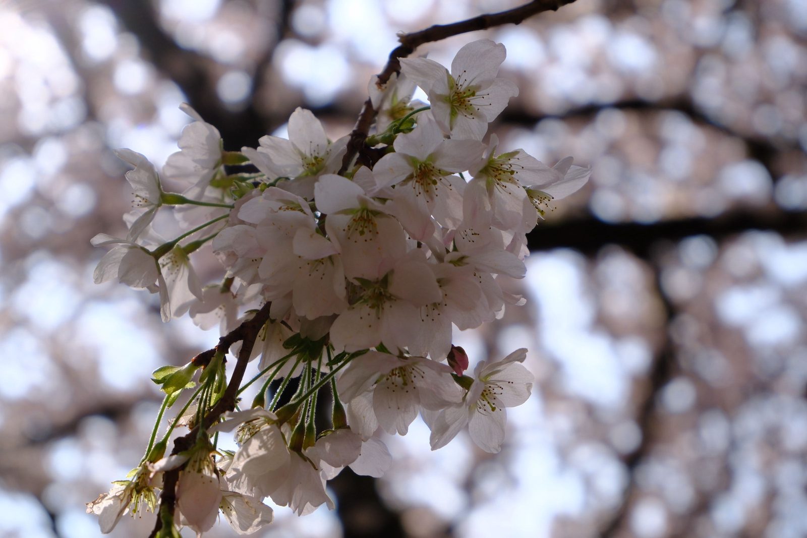 A cluster of cherry blossoms against a soft bokeh of petals