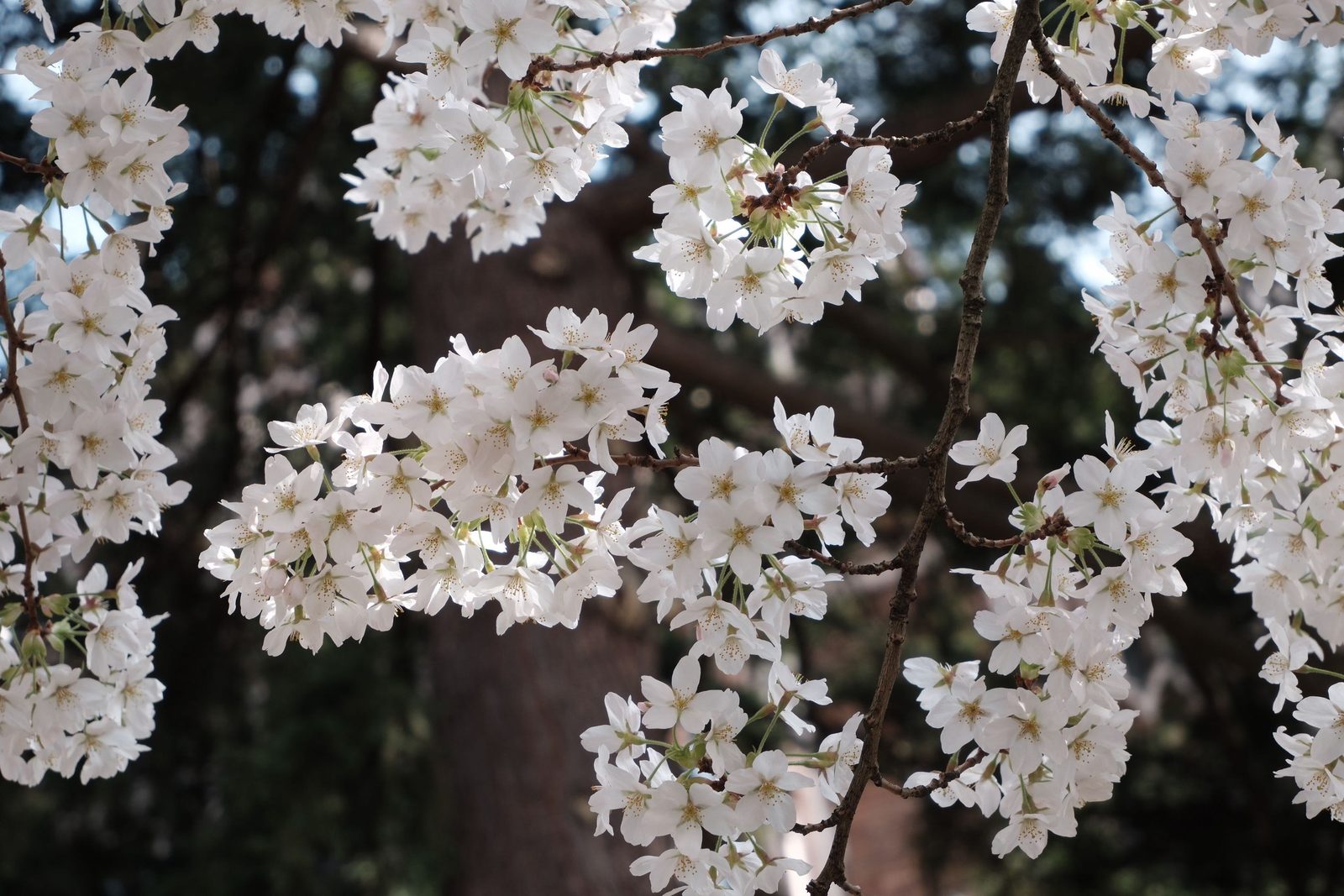 Cherry blossom branches in full bloom over a dark trunk