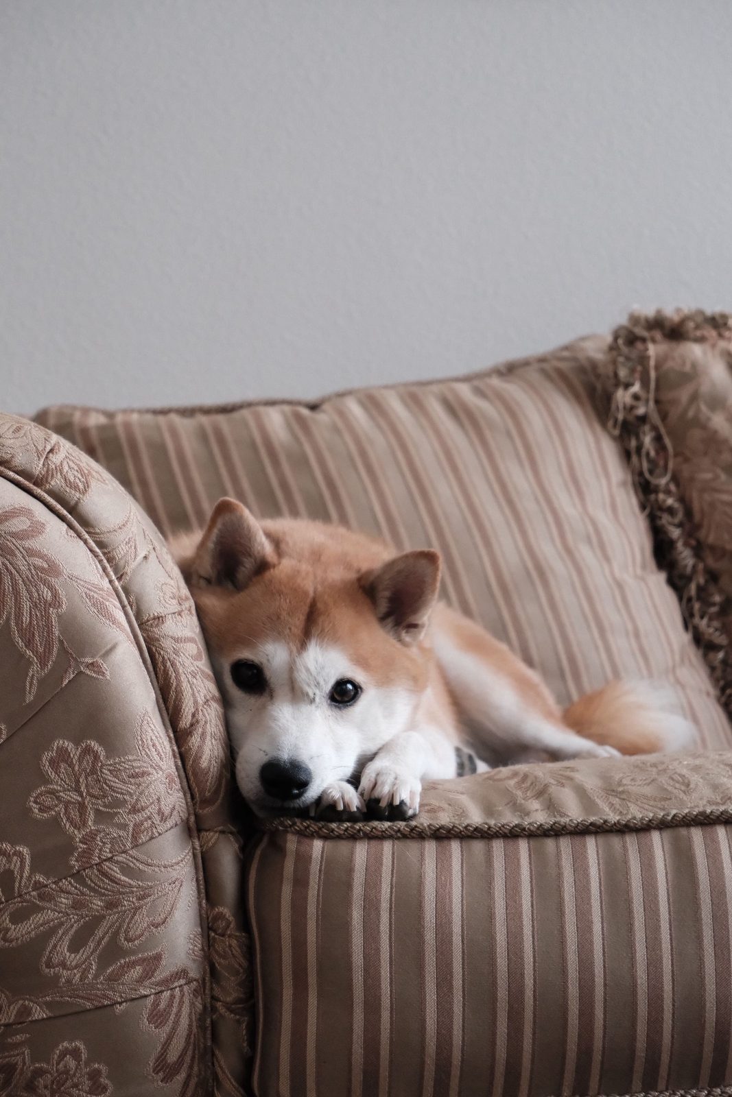 A Shiba Inu resting its chin on a striped armchair