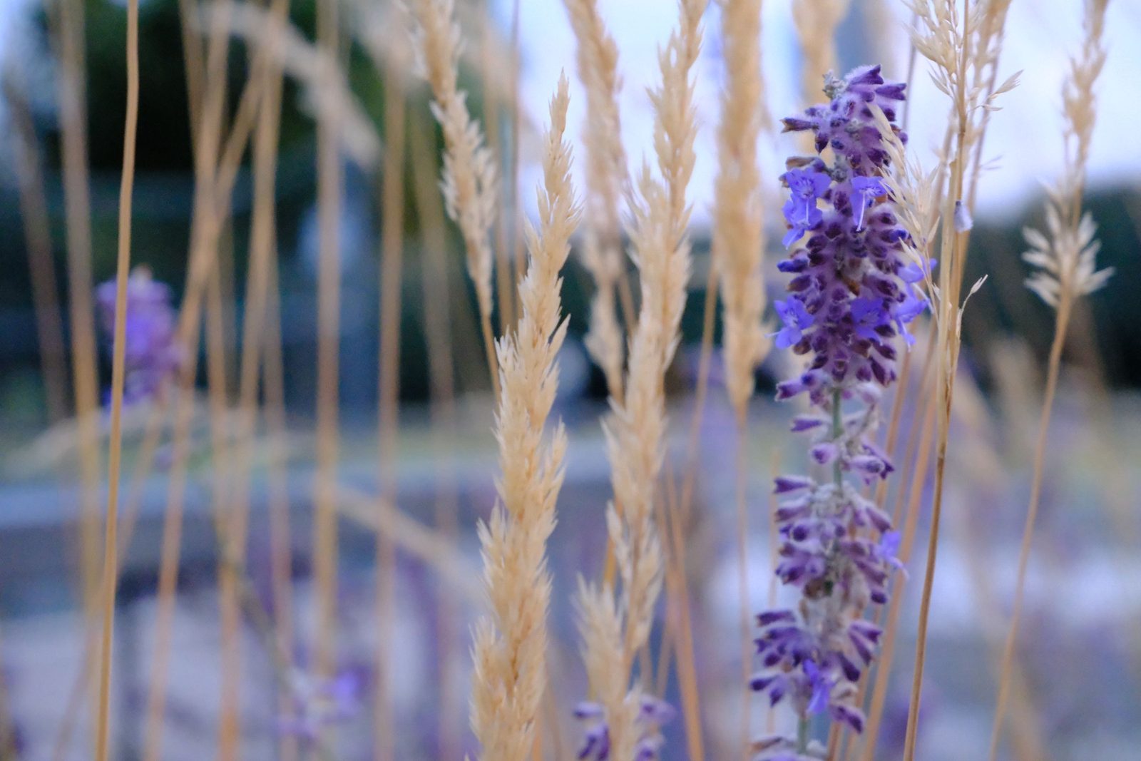 Purple Russian sage among golden ornamental grasses