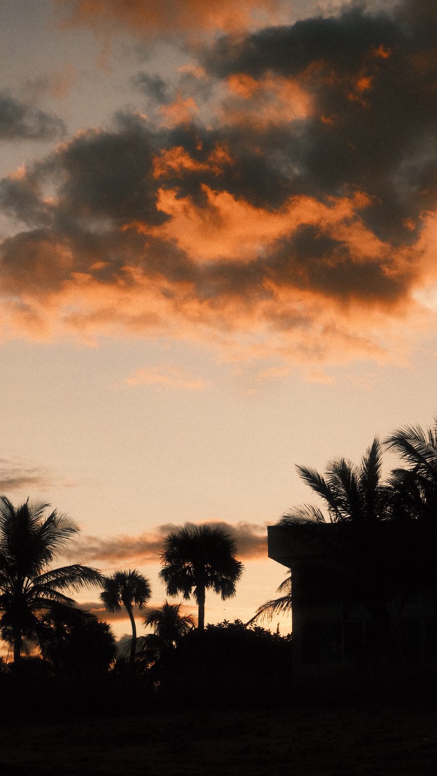Palm trees silhouetted against a glowing orange sunset