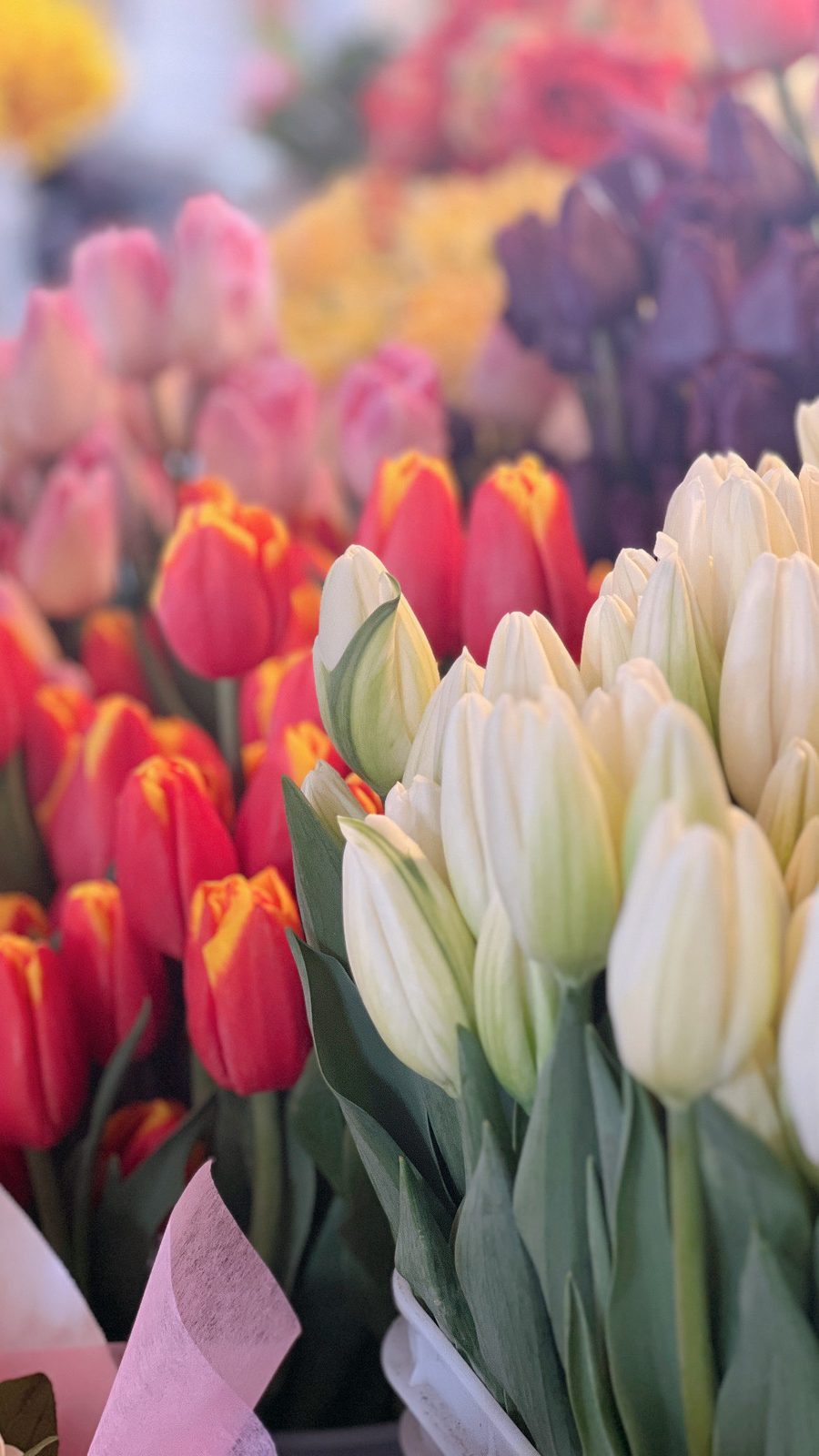 Buckets of tulips in every colour at the flower market