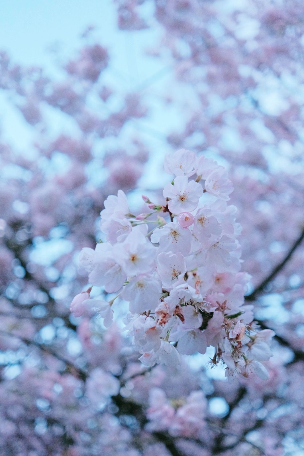 Cherry blossoms in full bloom against a soft blue sky