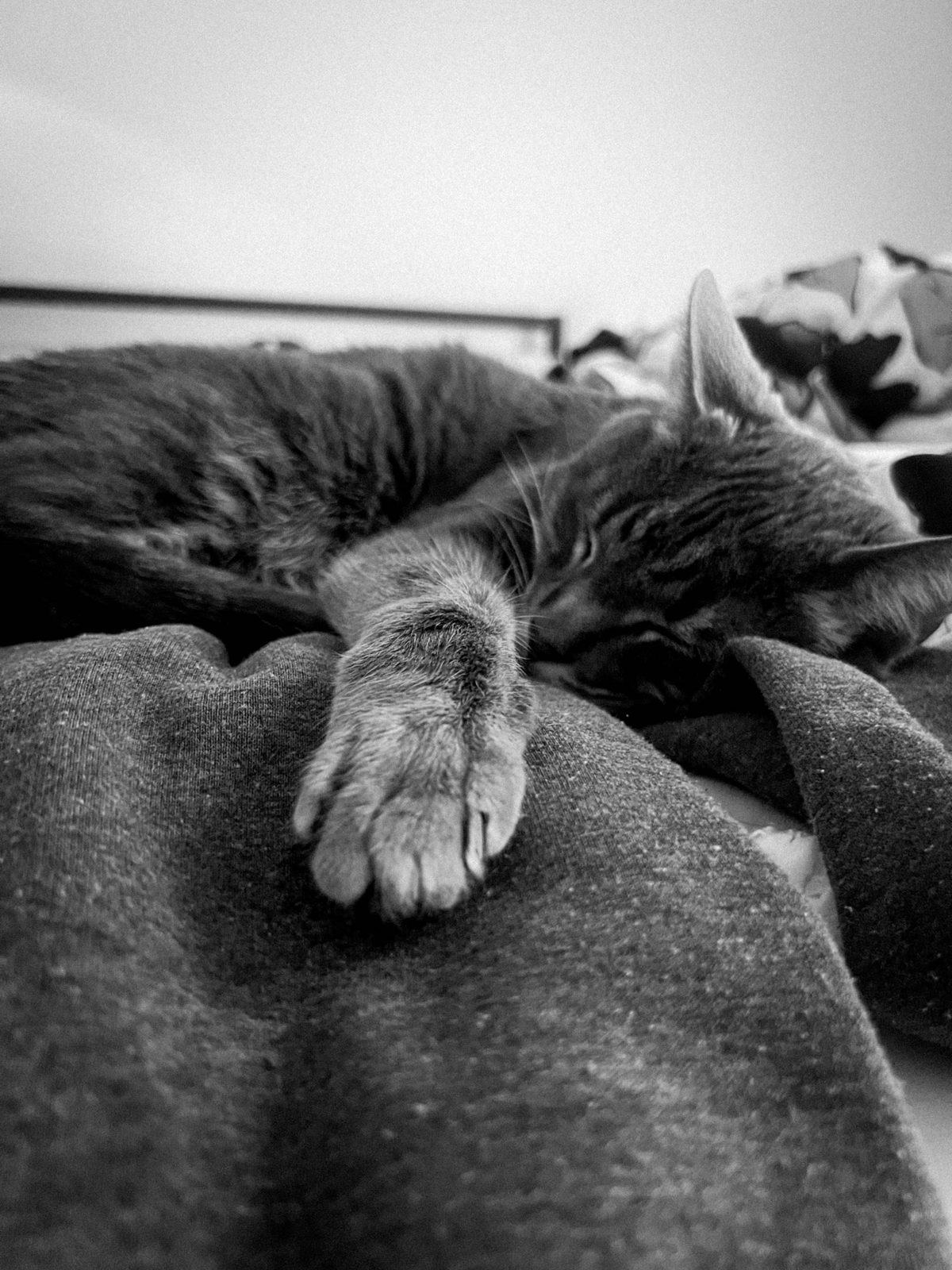 A black-and-white photo of a cat asleep with one paw stretched out