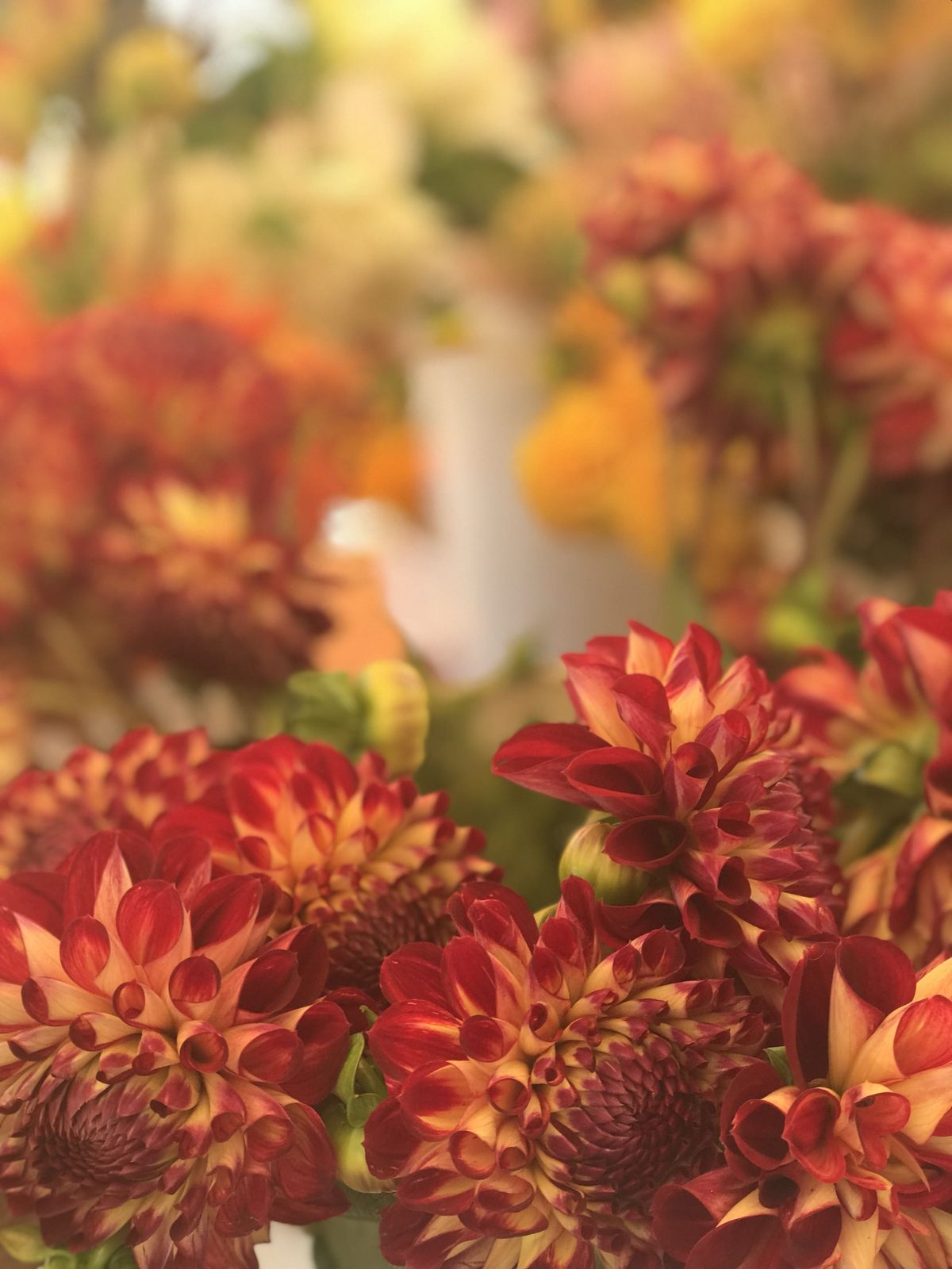 Red and gold dahlias massed at a flower stall