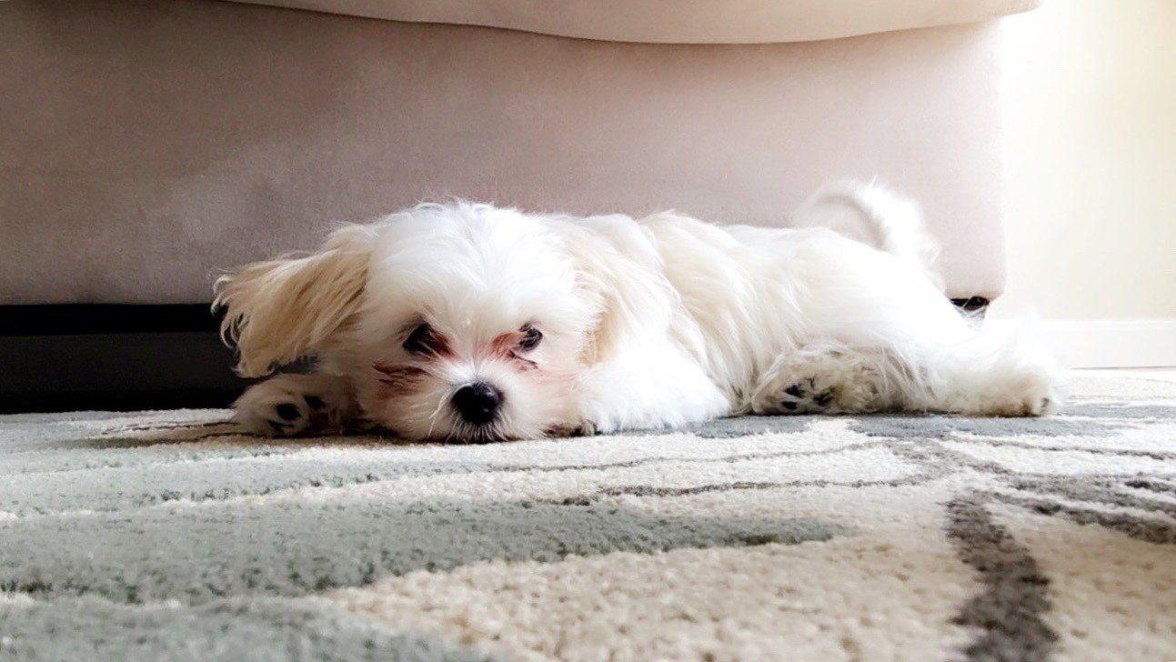 A fluffy white puppy stretched out on a patterned rug