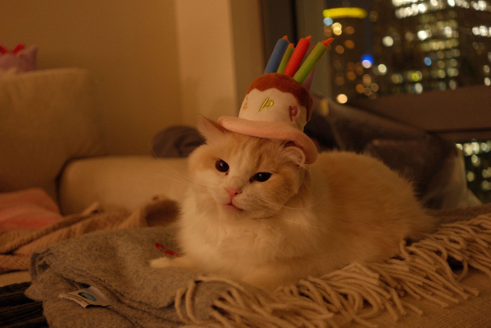 A fluffy cream cat wearing a birthday cake hat, city lights behind