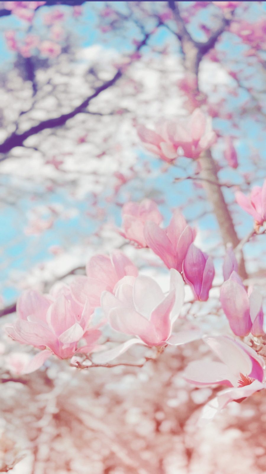 Pink magnolia blossoms reaching into a blue spring sky