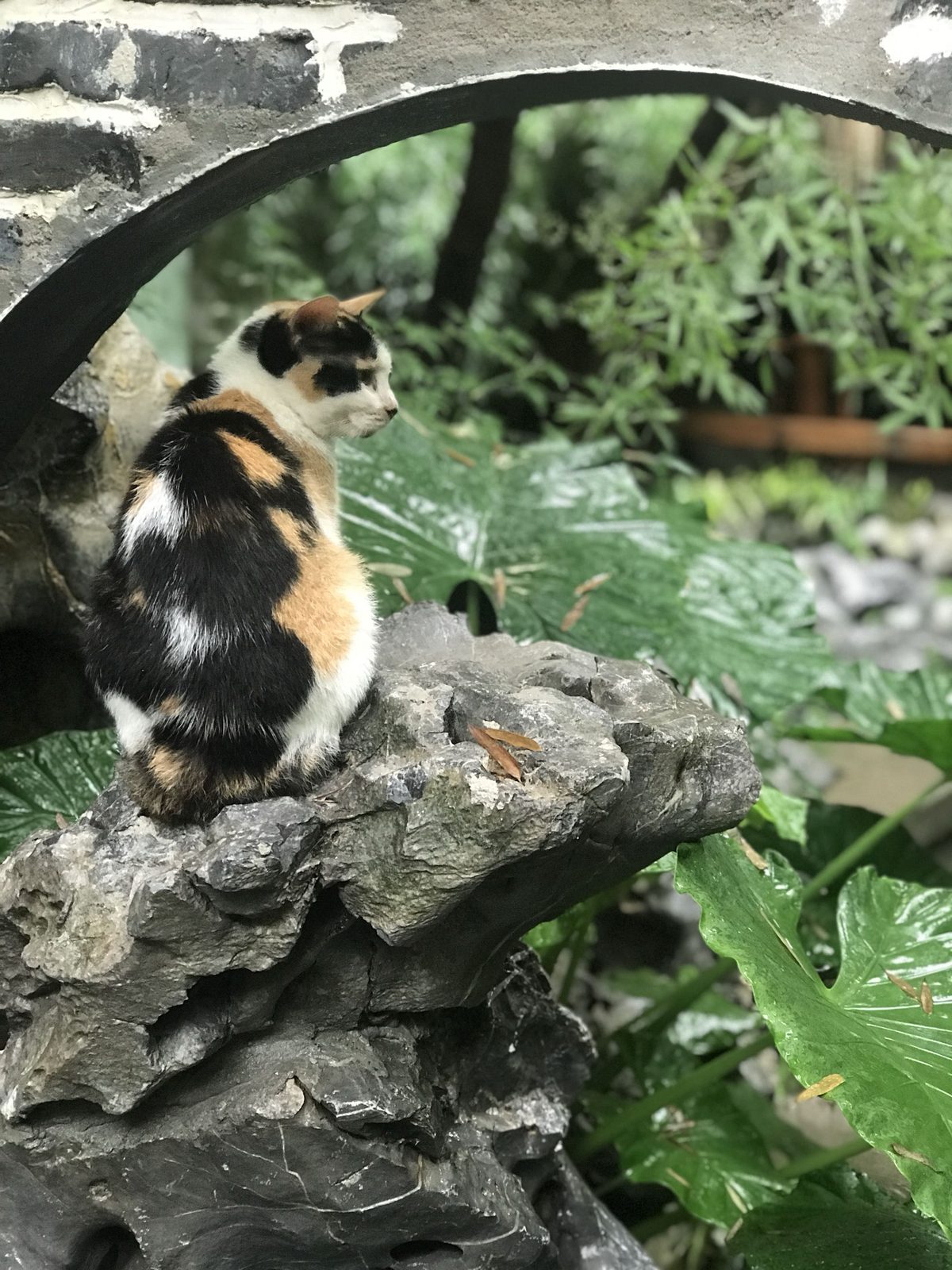 A calico cat sitting on a rock beneath a stone garden arch