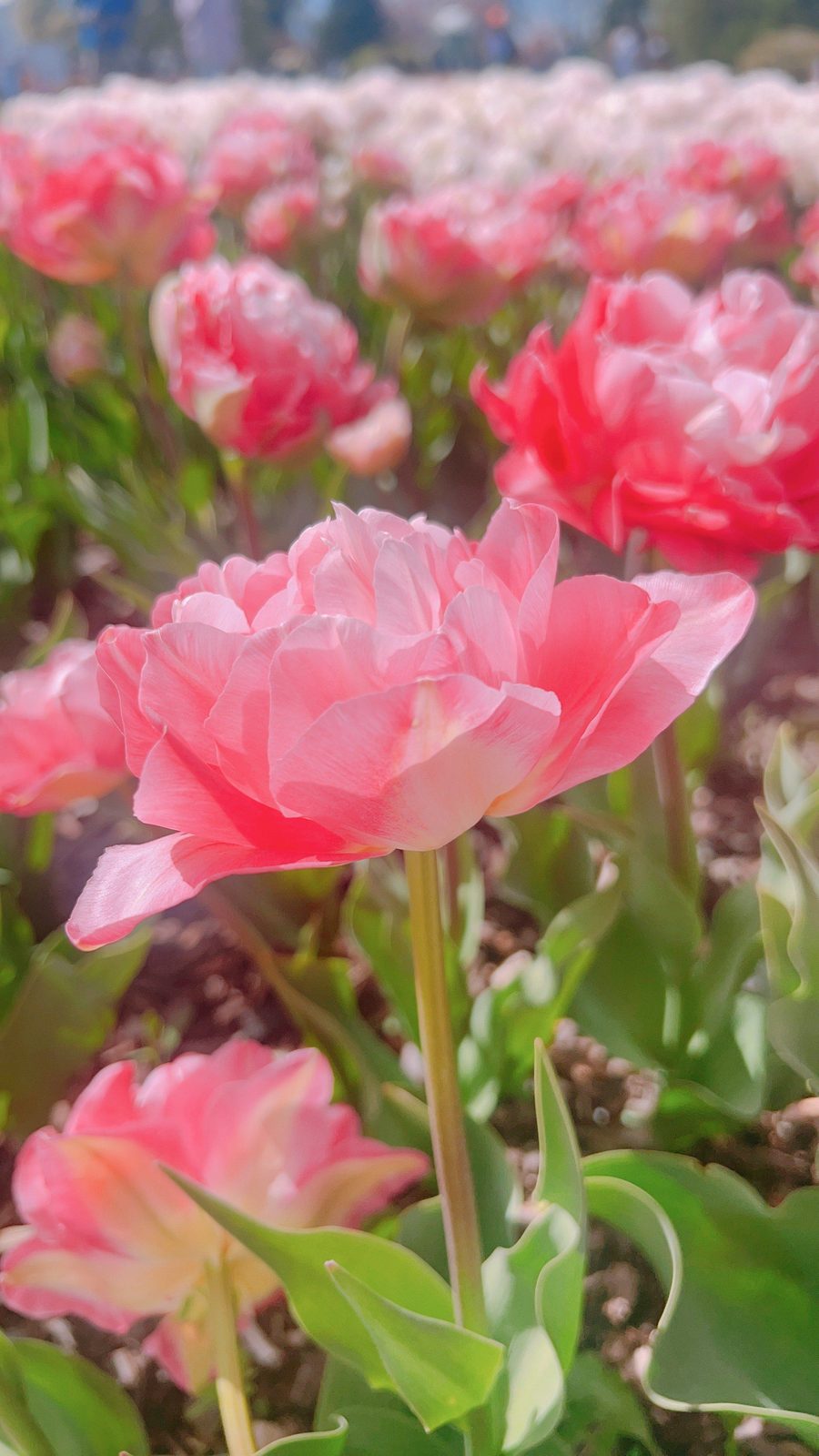 A field of soft pink peony tulips in full bloom