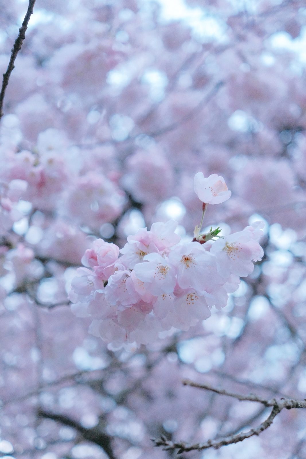 Cherry blossom cluster, pale pink against a hazy sky