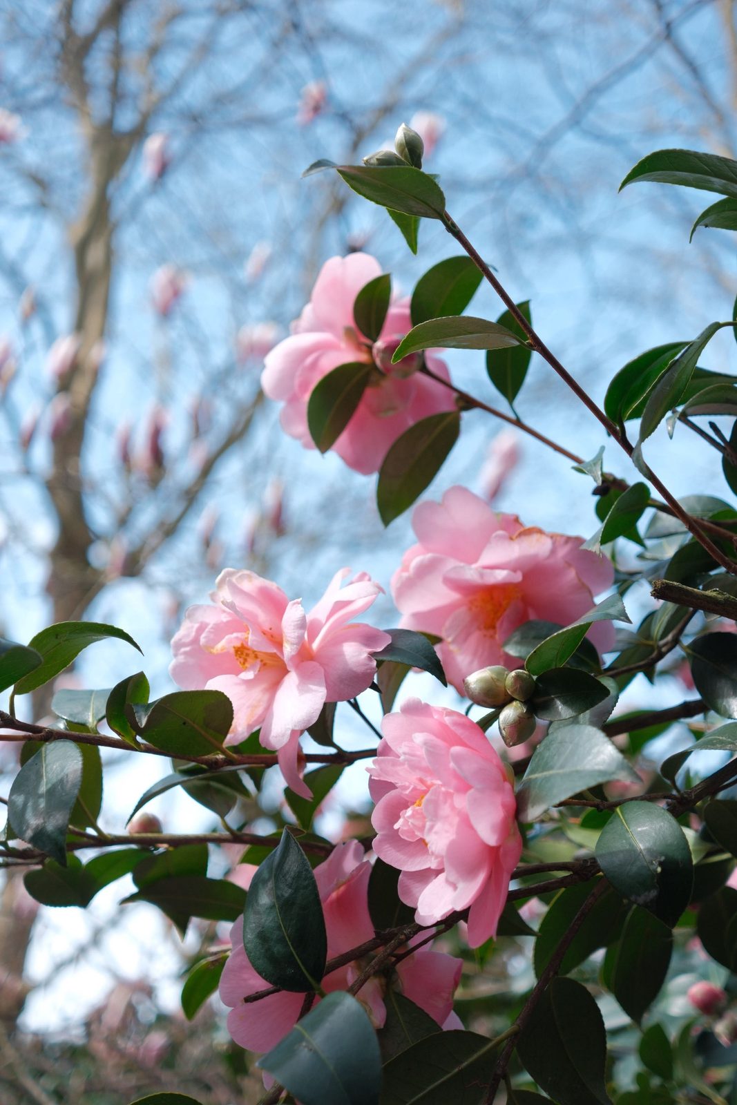 Pink camellia flowers against a bright blue winter sky