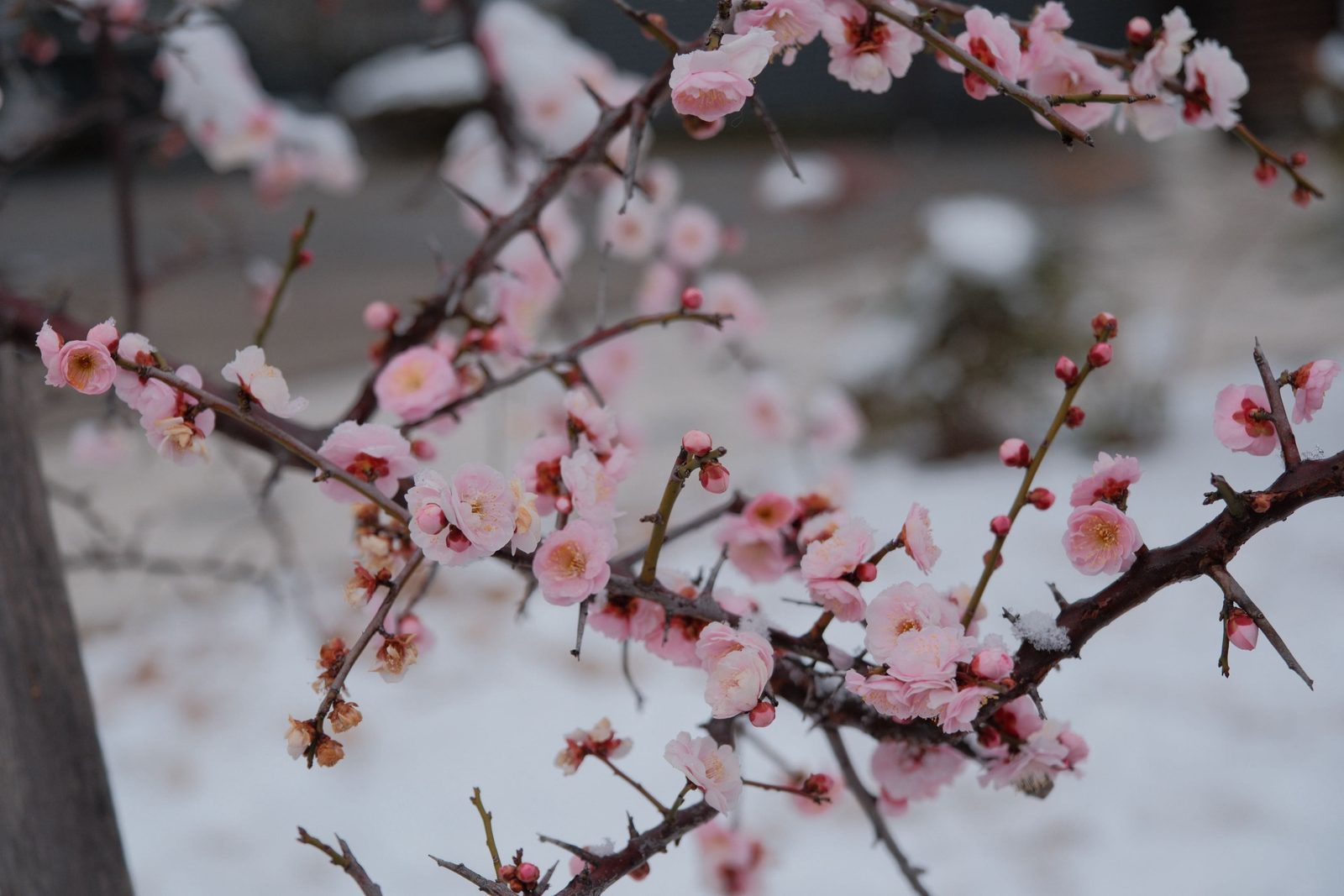 Plum blossoms with a dusting of snow on the branches