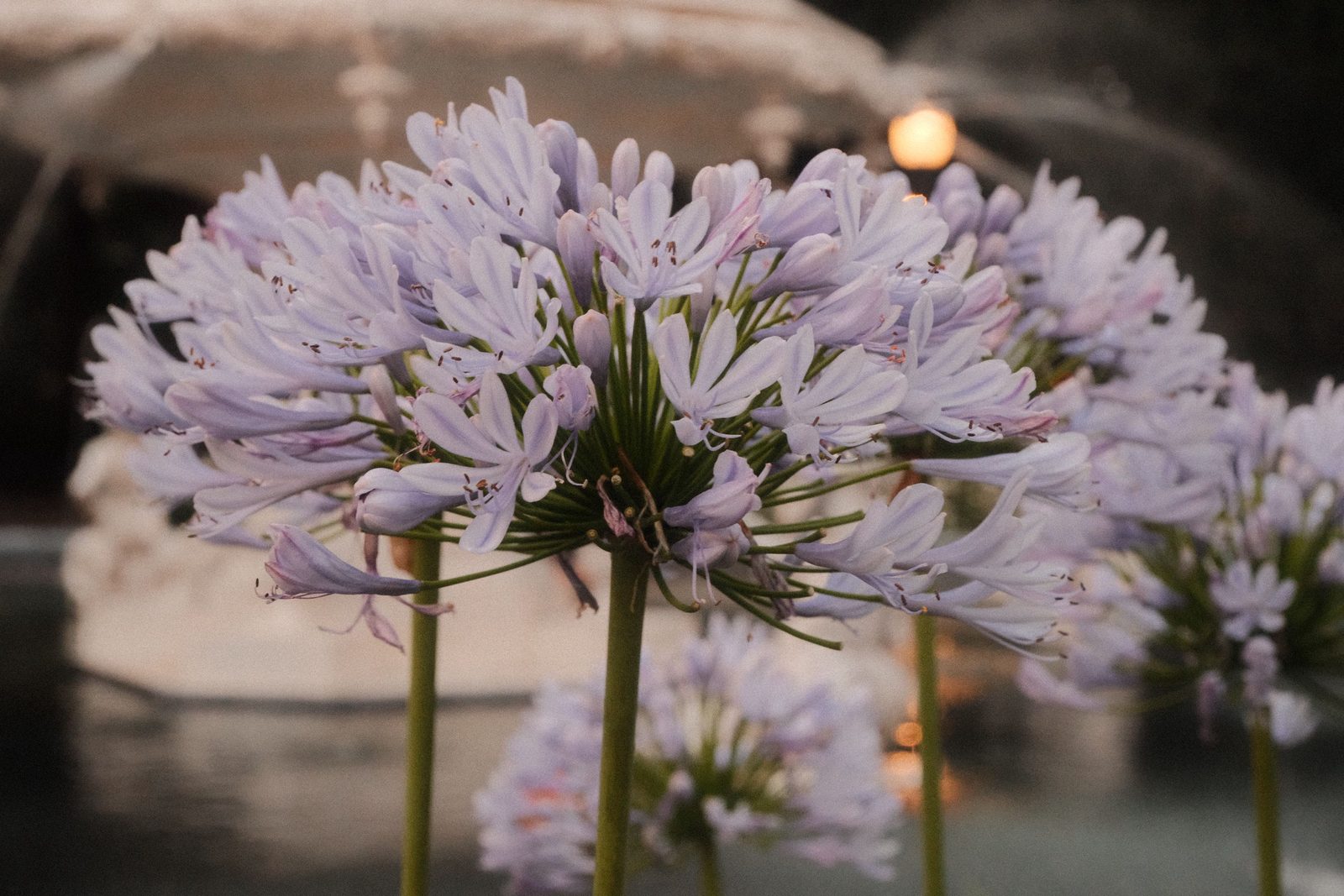 Pale agapanthus blooms catching the last light