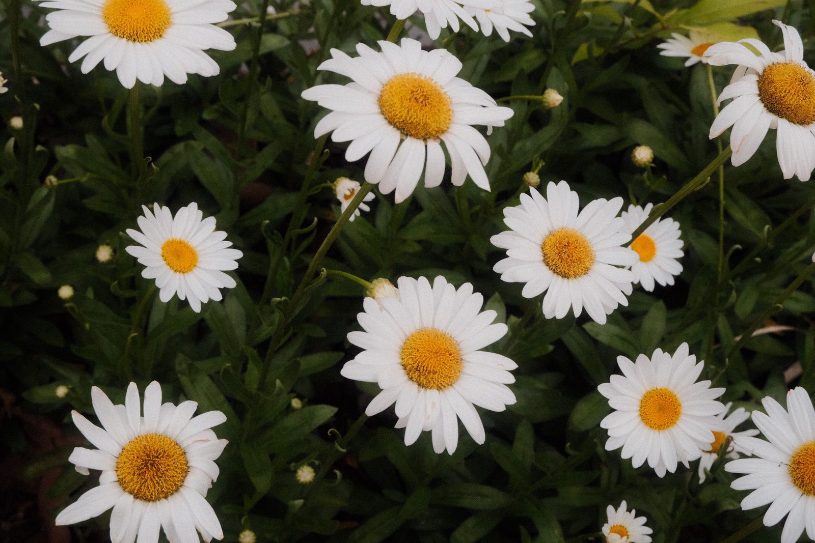 A patch of white daisies in a summer garden