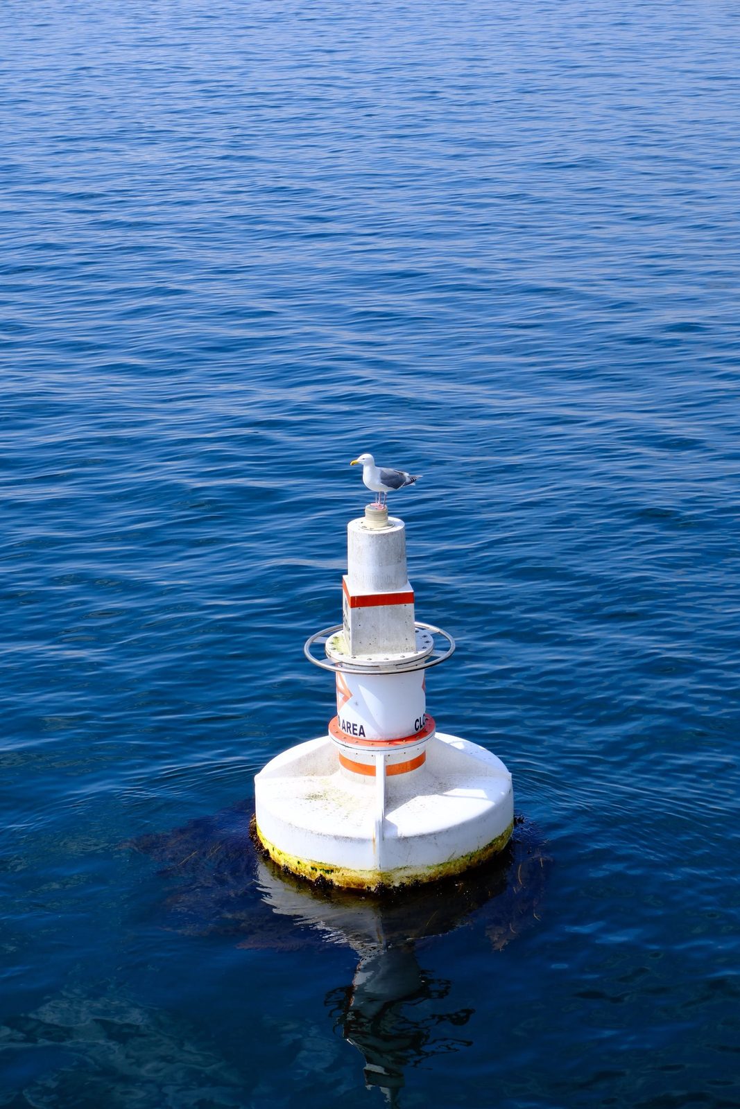 A seagull perched on a buoy in deep blue water