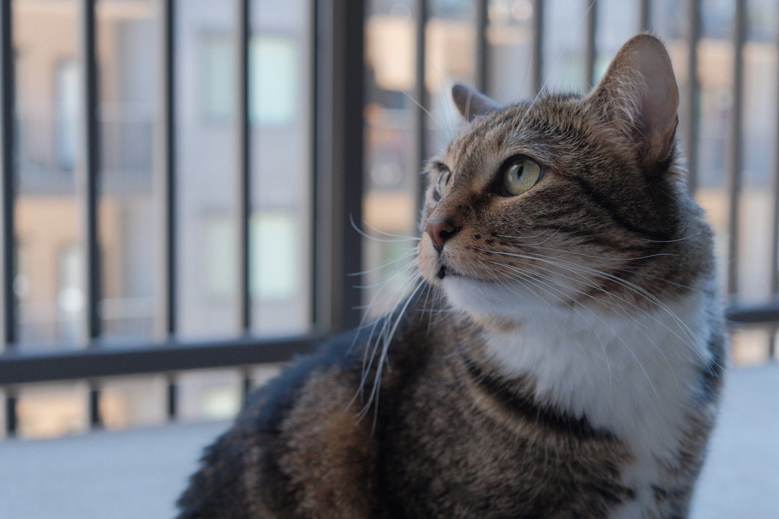 A tabby cat gazing out a window, city beyond the railing