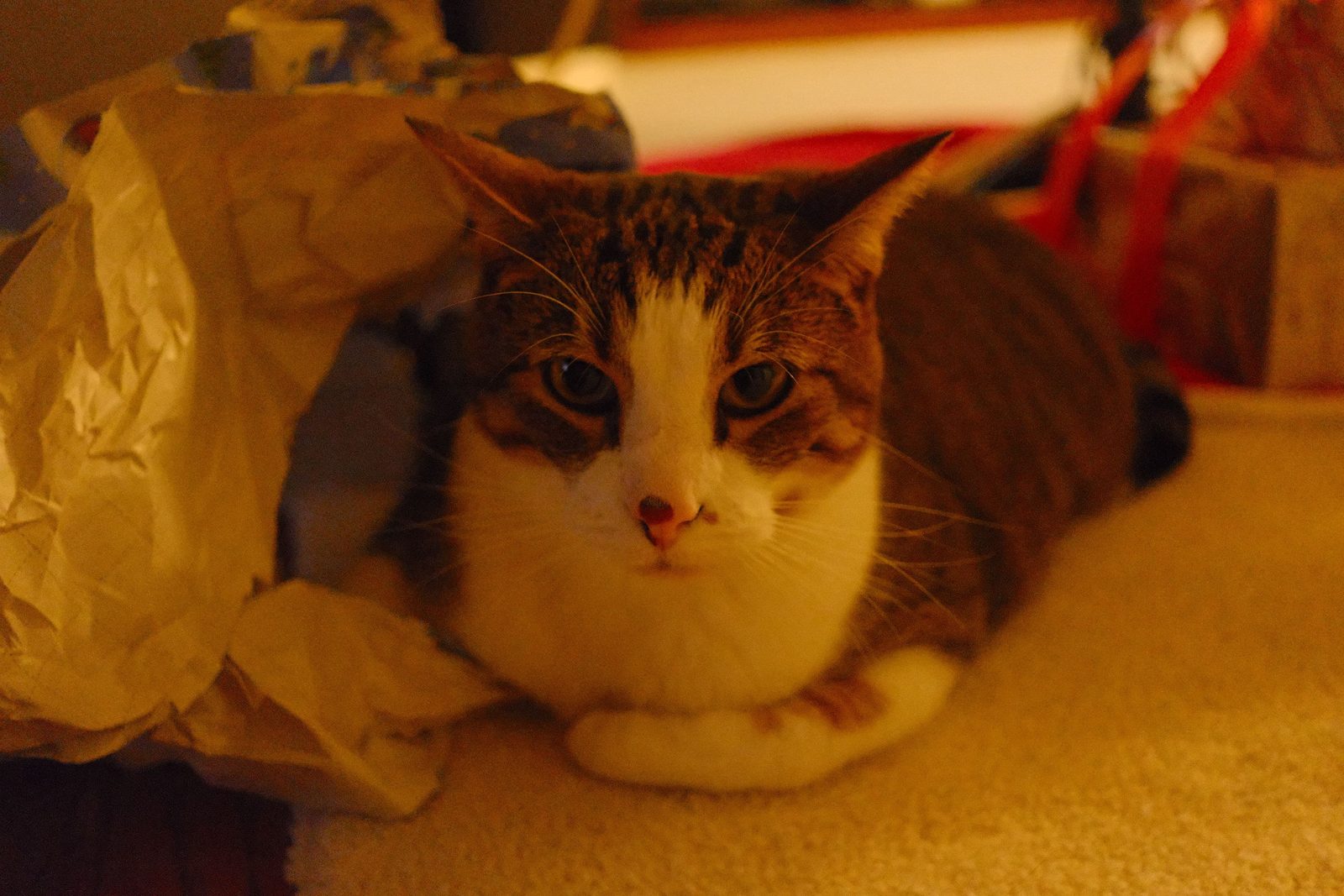 A tabby-and-white cat nestled among crumpled wrapping paper